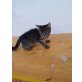 Tiger katerchen  - Kater