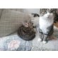 Tiger und Bärli, Europäische Kurzhaarkatze - Kater