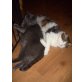 Tiger und Bärli, Hauskatzen - Kater
