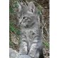 Tigerchen, Mischling - Kater