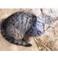 Tigerkater - Kater