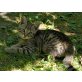Tigerkatze, Tigerkatze - Katze