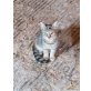 Tigerkatzen - Kater