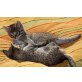 Tigerkatzen suchen, Tigerkatzen - Katze
