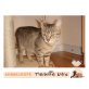Tigermama SAM, EKH - Katze
