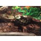 Tigerpython