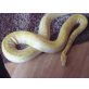 Tigerpython - weiblich