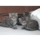 Tigga, Maine Coon und Hauskatze - Katze