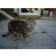 Tigger, Europäisch Kurzhaar - Kater