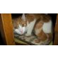 Tigger, Europäisch Kurzhaar - Kater