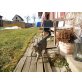 Tigger, Europäische Kurzhaarkatze - Kater
