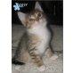 Tigger, Flippi und Miezi, Maine Coon-Mix und Perser - Kater