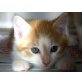 Tigger, Ich suche ein liebes zu Hause - Kater