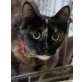 Tigger und Smokey, Langhaar- Mix - Kater