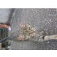 Tiggerkatzendame - Katze