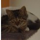 Tiggy, Mischling - Katze