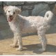 Tiggy, Wuschel-Mix Welpen - Rüde