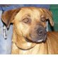 Tigra, Boxer-Ridgebackmis - Hündin