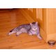 Tigra, Hauskatze - Katze