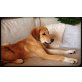 Tigra, Labrador - Hündin