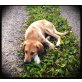Tigra, Labrador - Hündin