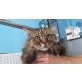 Tigre, verschmuster Bub, Türkische Angorakatze - Kater
