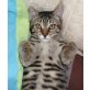 Tigreta, Tigermädchen, EKH-Bengal(?)-Mix - Katze