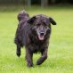 Tigrica, Setter-Islandhund - Hündin