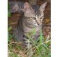 Tigrin, Europäische Kurzhaarkatze - Kater