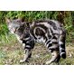 Tigro, EKH - Kater