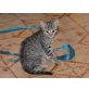 Tigrotta, EKH - Katze