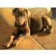 Tijana sucht neues Zuhause, Dobermann - Hündin