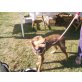 Tika, Podenco  - Hündin
