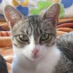 Tika, griechische - Katze