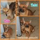 Tiki, Shar-Pei-Mix Welpen - Rüde