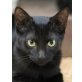 Tila, schüchterne Maus sucht liebevolle Familie - Katze