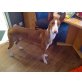 Tilda, Podenco - Hündin