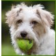 Tilda, Terrier-Mix - Hündin