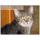 Tilda,  Tierschutzkatze: *Tilda*-8 Mo./ Kastriert  - Katze