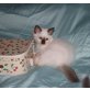 Tilia, Heilige Birma - Katze