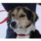 Till, Beagle-Pinscher-Mischlingsrüde - Rüde