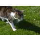 Till, EKH - Kater