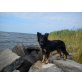 Tilli, Altdeutsche Schäferhunde - Hündin