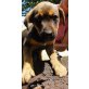 Tillie, Sennenhund  Mix Welpen - Hündin