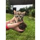 Tilly, Rikki, Tara und Cleo, Europäisch Kurzhaar - Katze