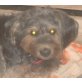 Tim, Terrier - Rüde