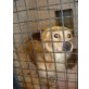 Timbo, Golden Retriever-Cocker Spaniel - Rüde