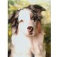Timi, Australian Shepherd Dog - Rüde
