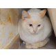 Timido, Siam-Mix - Kater