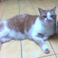 Timmi + Emmi, Rentnerpaar - Kater